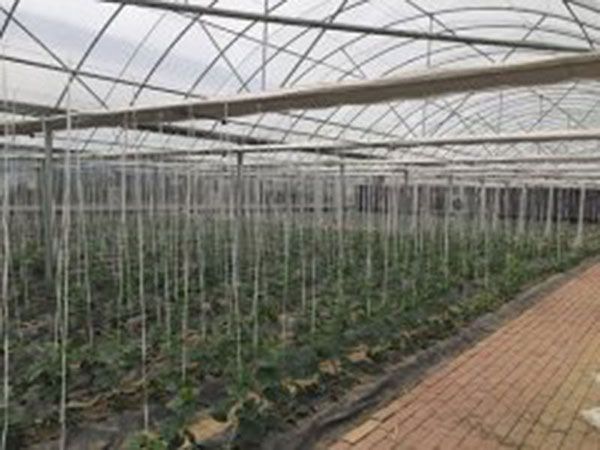 连栋薄膜温室